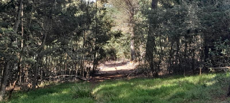 0 Bedroom Property for Sale in Hogsback Eastern Cape